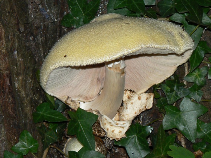 P1030422.jpg
