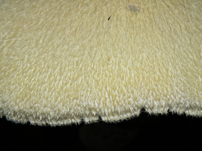 P1030417.jpg