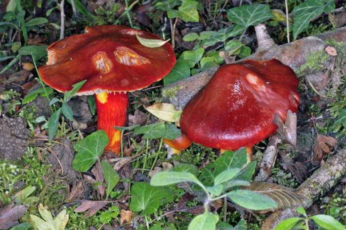 Hygrocybe punicea