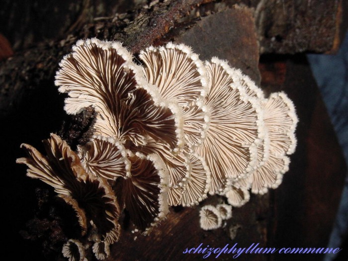 schizophyllum commune.JPG