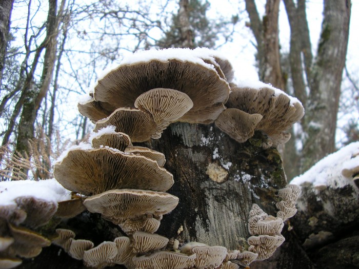 Lenzites betulina sous la neige.