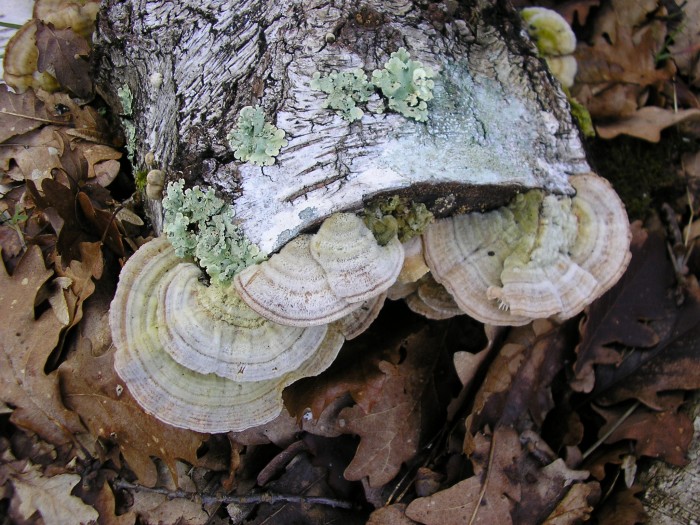 Lenzites betulina vue de dessus.