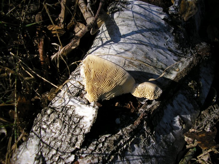 Lenzites betulina vue de dessous.