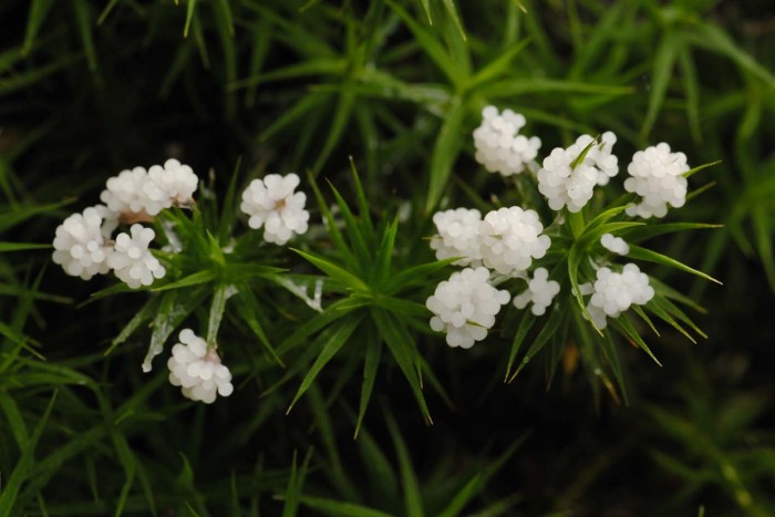 Petites billes blanches