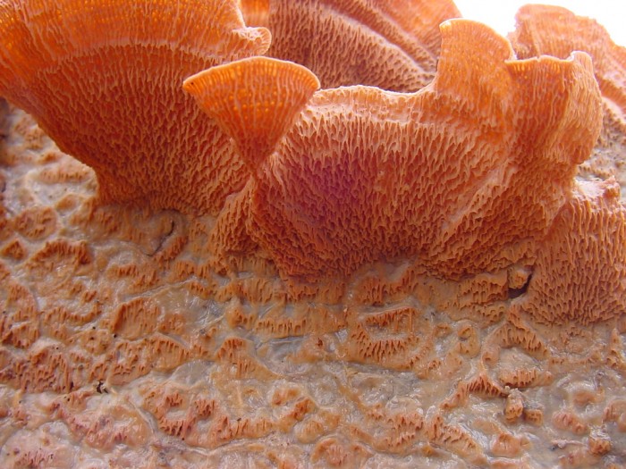 merulius tremellosus.JPG