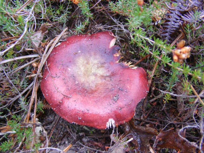 Russula sp.jpg