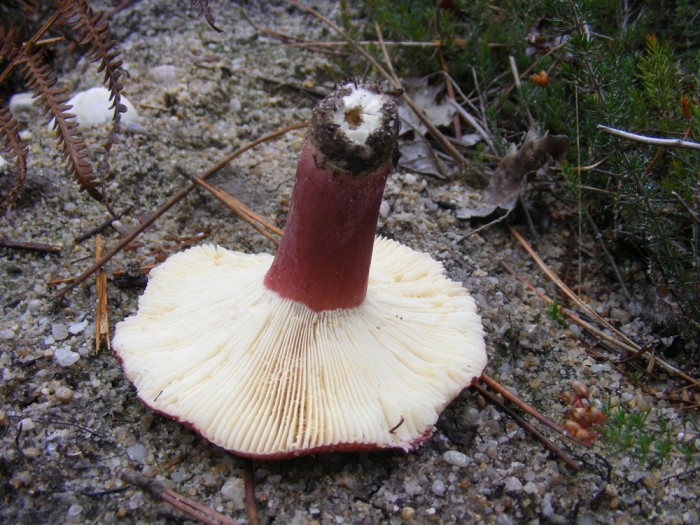 Russula sp 1.jpg