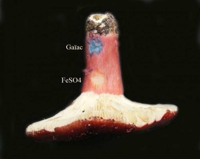 Russula sp réactions.jpg