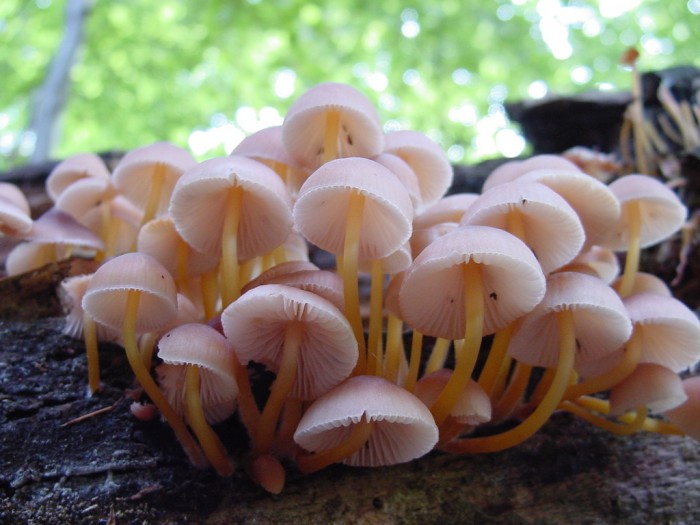 mycena renati .JPG