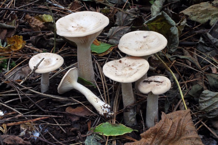 C_geotropa01aa.jpg