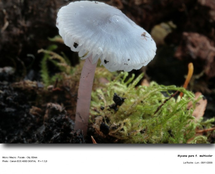 mycena_pura_f_multicolor.jpg