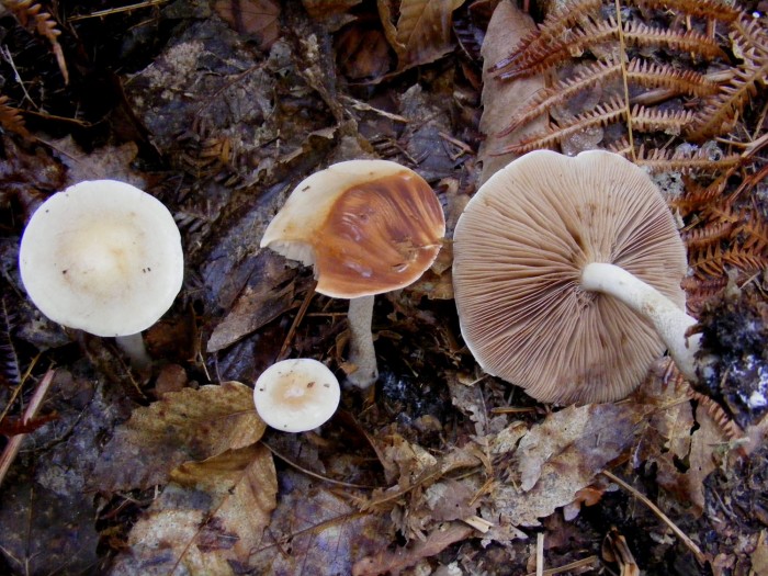 Hebeloma.jpg