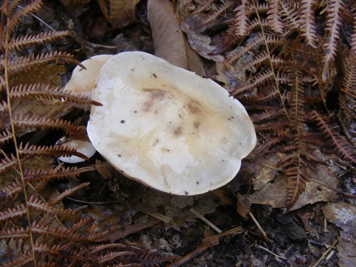 Hebeloma 2.jpg