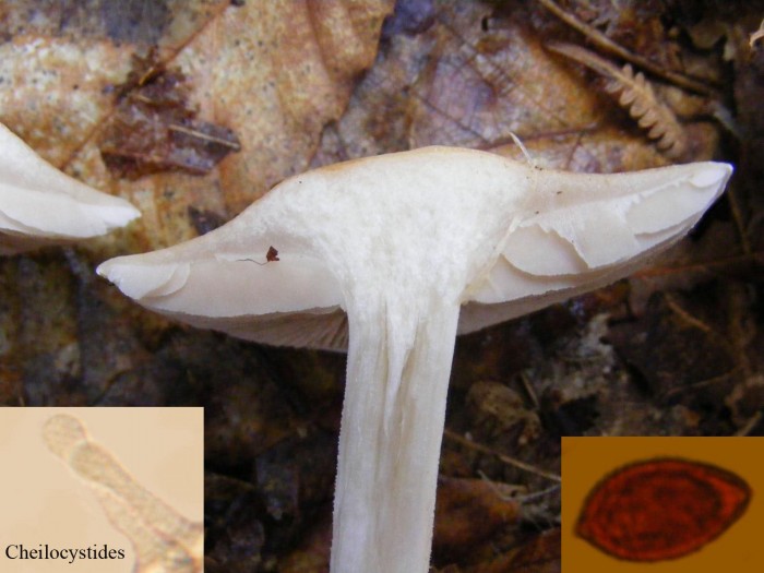 Hebeloma 4.jpg