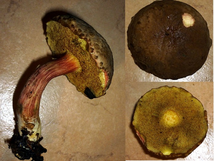 chrysenteron.jpg