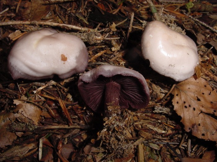 mycena pelianthina 1.JPG