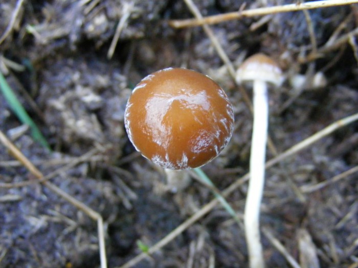 Psathyrella.jpg