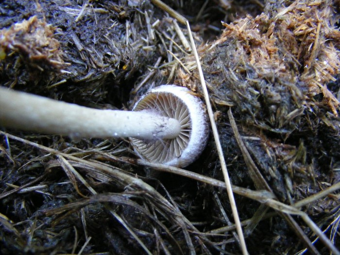 Psathyrella 1.jpg