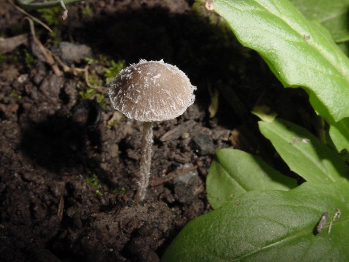 psathyrella hirta.JPG