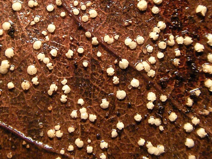 vue d'ensemble sur le limbe