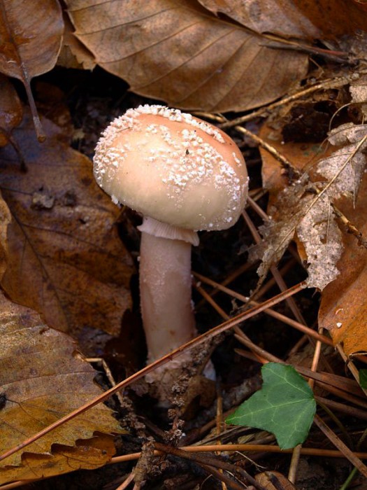 PB093215.JPG