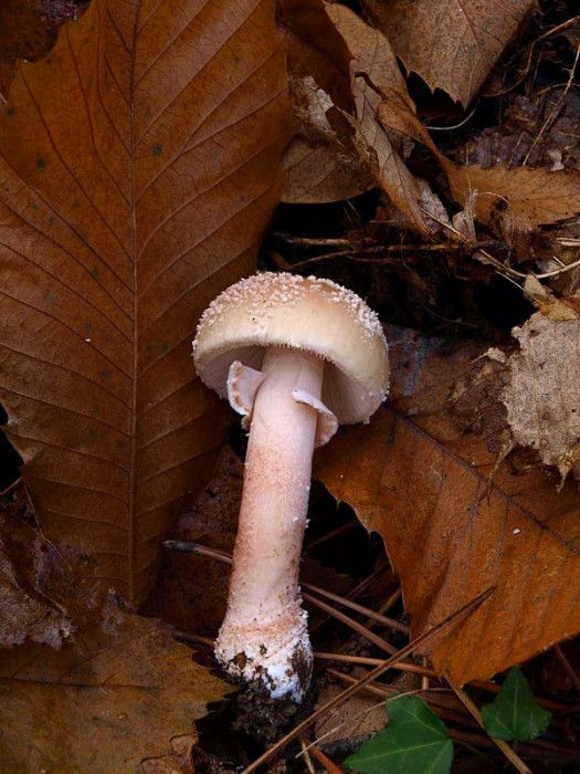PB093214.JPG