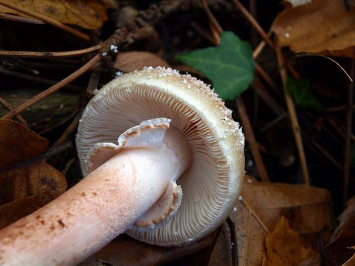PB093216.JPG