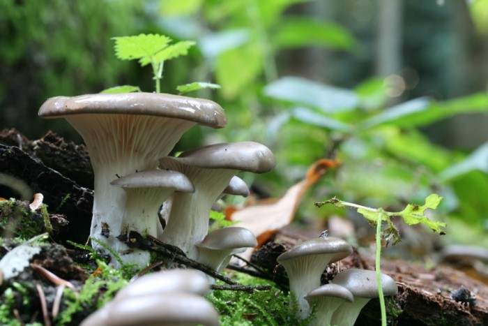 071031_pleurotus_ostreatus_2.JPG