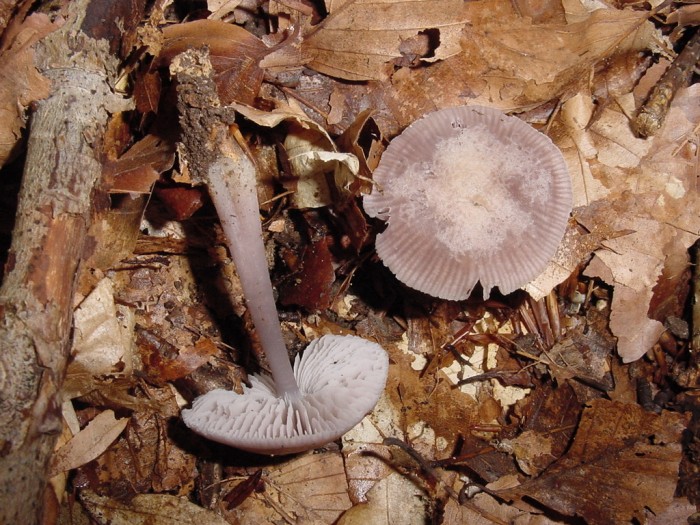 mycena pura.JPG