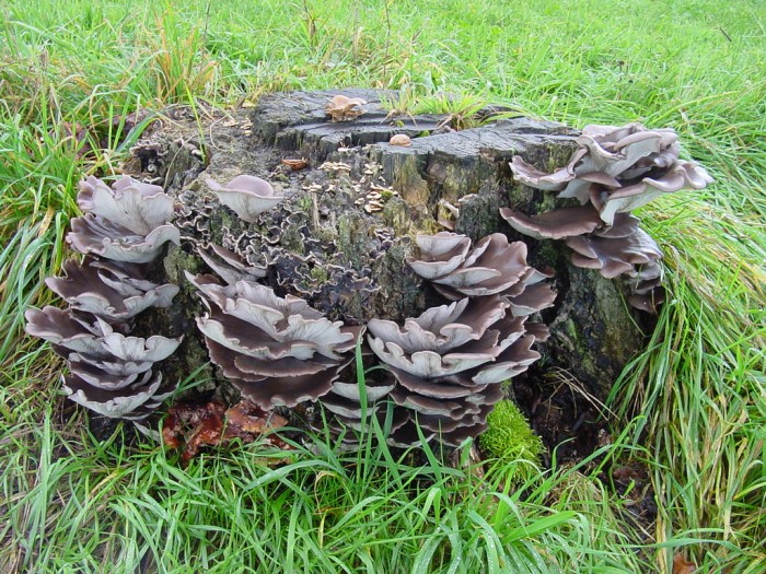 pleurotus ostreatus 5.JPG