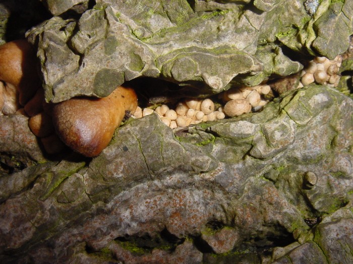 pleurotus ostreatus 3.JPG