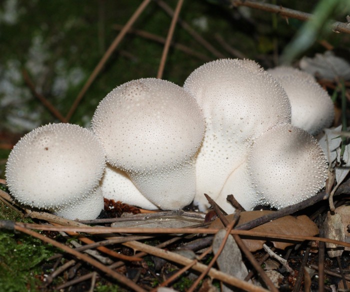 Lycoperdon perlatum 2.jpg