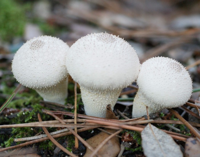 Lycoperdon perlatum 3.jpg