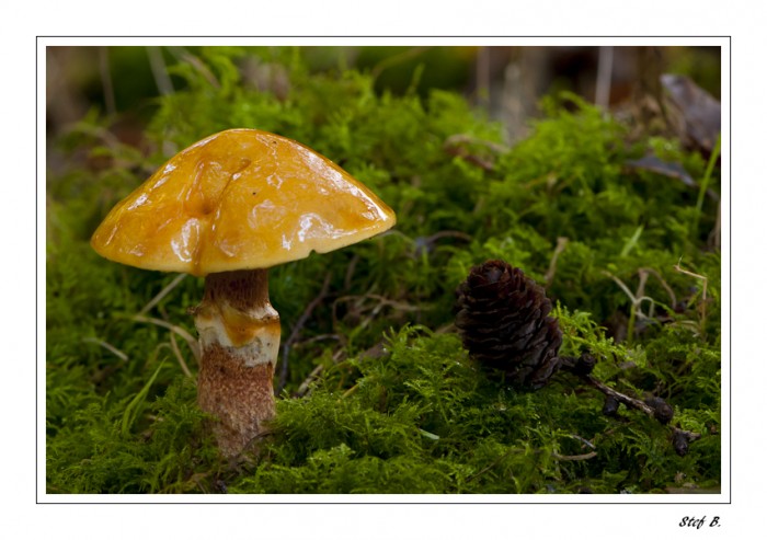 _DSC2129-border.jpg