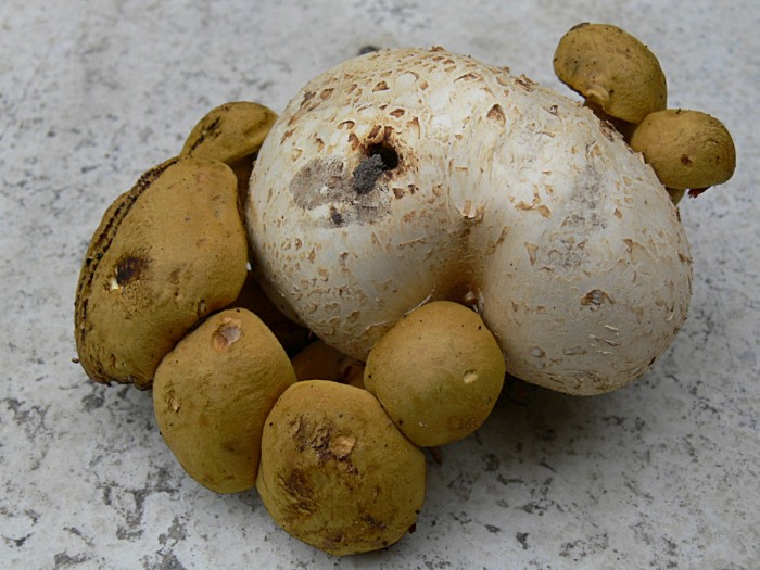 xerocomus parasiticus  parasitant un scleroderme (3).JPG