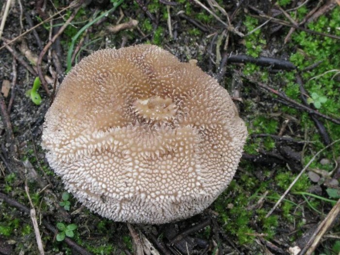 Lycoperdon foetidum IMG_1062.jpg