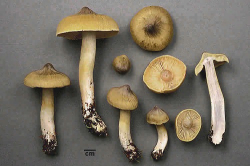 Tricholoma davisiae.jpg