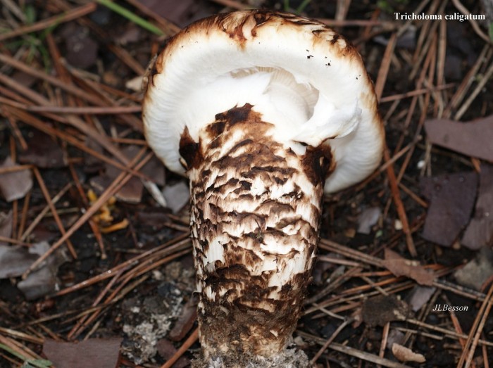 Tricholoma caligatum.jpg