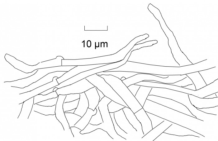 vers 3-6 µm d'épaisseur. Boucles présentes.