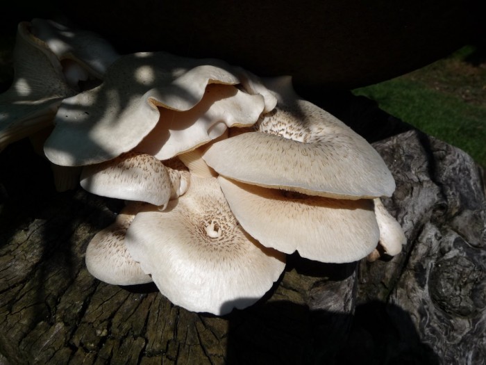 Lentinus tigrinus.JPG