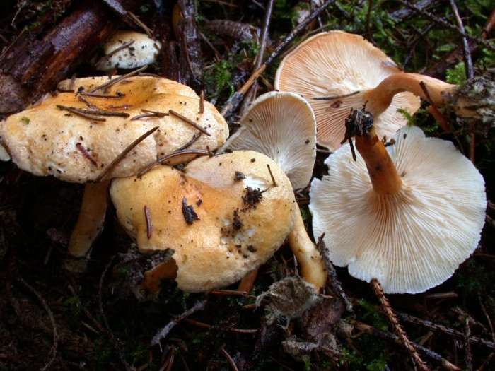 Hygrophoropsis aurantiaca_DSCN7816_1.jpg