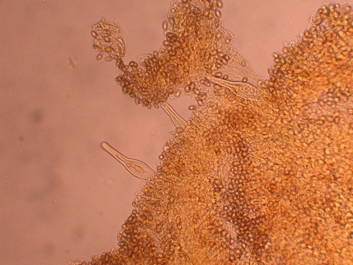 Cheilocystides