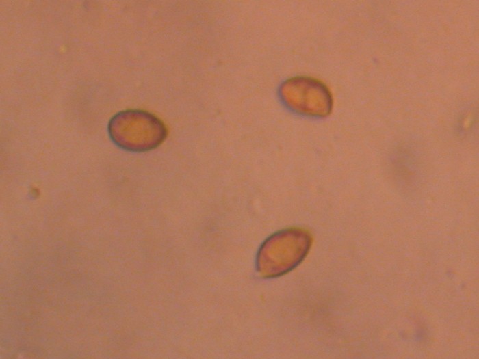 Spores