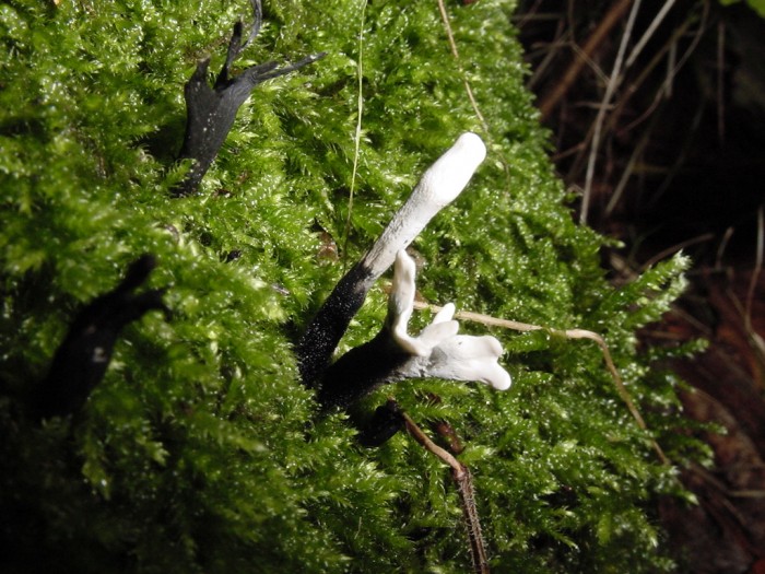 xylaria hypoxylon.JPG