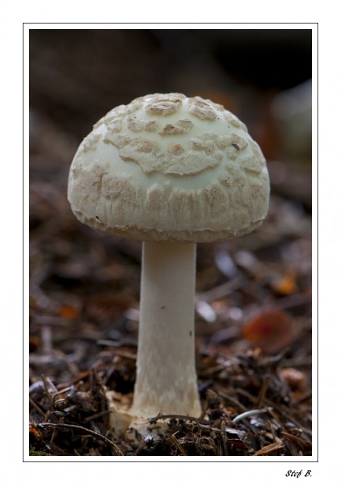 champignon_2010_087-border.jpg