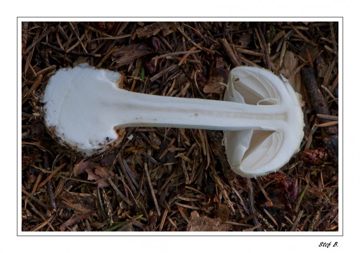 champignon_2010_089-border.jpg