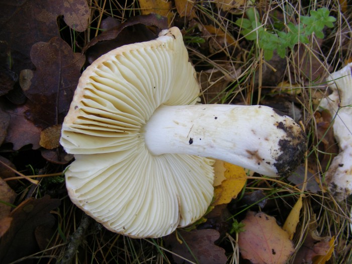 Russula 1.jpg