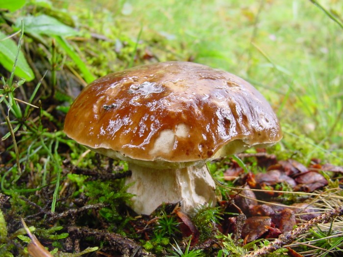 boletus edulis.JPG