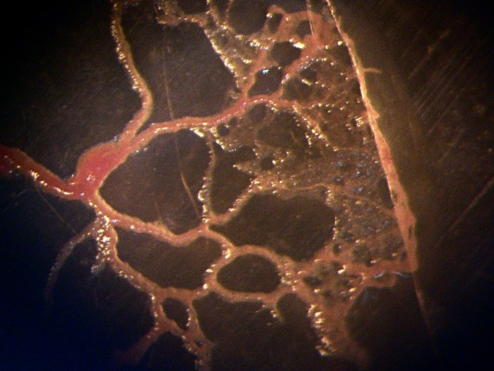 Myxomycète_plasmode.JPG