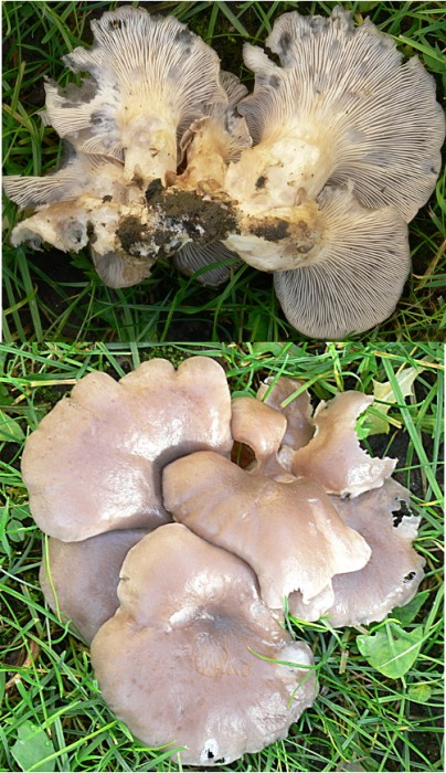 pleurotus ostreatus.jpg